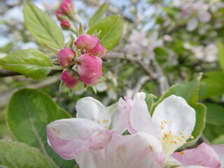 Apple Flower Buds and Blossoms on a Tree Branch