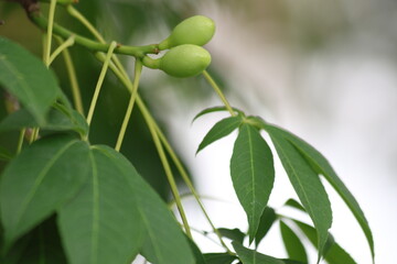 green fruits of silk floss tree (Ceiba speciosa)
