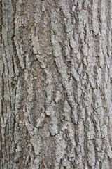 bark texture of Acer negundo Variegatum tree