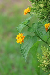 yellow lantana (shrub verbena) flowers