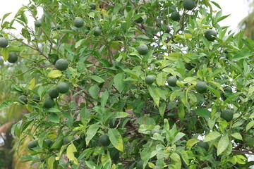 unripe green clos bitter orange (Citrus aurantium)