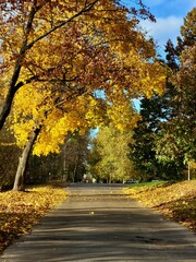 Autumn park with yellow trees and clear sky