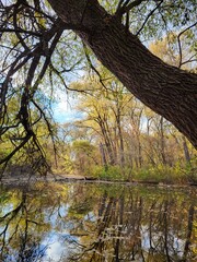 autumn trees reflected in water