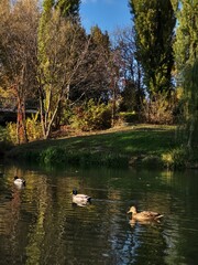 Park by the pond with ducks and yellow leaves