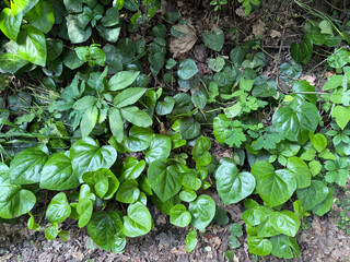 Close-up image of vibrant green leaves creating a natural botanical texture. The composition features lush foliage with subtle lighting, offering an organic and fresh atmosphere