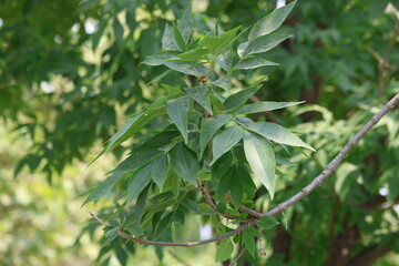 leaves of fraxinus pennsylvanica marshall (Marshall Ash or Marshall's Seedless Ash)