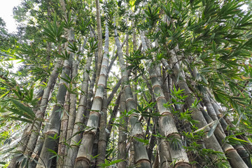 A dense grove of giant bamboo shoots rises toward the sky, their segmented stalks framed by lush green leaves, filtering sunlight through the canopy.