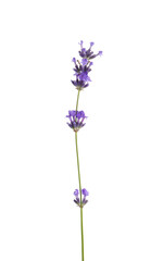 Obraz premium Beautiful aromatic lavender flower isolated on white