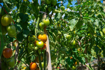 Bunches of ripening tomatoes growing on vibrant green vines in an outdoor garden under the summer sun. A mix of green and orange fruits shows natural growth and freshness.