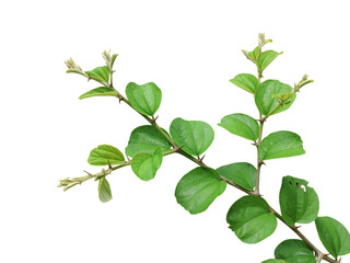 Jujube plant branch with fresh green leaves and young buds isolated on white background, symbol of health, growth, Ayurveda. 