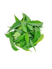 Top view of fresh neem leaves (Azadirachta indica) isolated on Transparent background, used in herbal medicine and natural skincare treatments