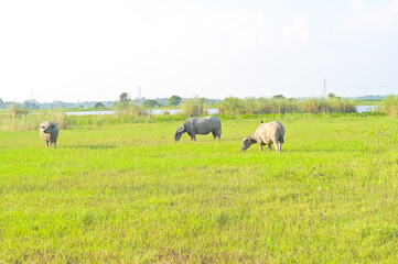 Fototapeta premium Thai buffalo eating grass on green field at countryside