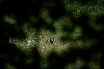 A brown bear in Romania in summer. The bear is looking for food near the edge of the forest. Huge bears in the Transylvania area.