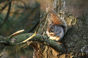 squirrel on a tree eating nut