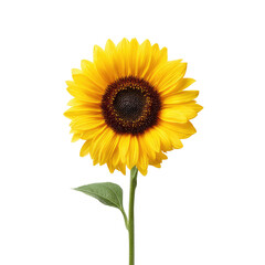 Obraz premium Bright and Cheerful Single Sunflower Bloom Against White Background in Studio Lighting