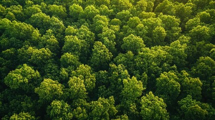 Naklejka premium A dense forest canopy with green leaves and sunlight filtering through.