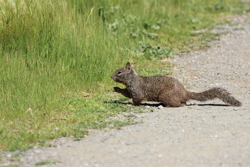 Squirrel on the road in the meadow. Wildlife scene from nature.
