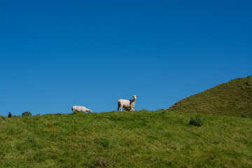 Fototapeta premium Grazing Sheep on a Green Hillside Under Blue Sky