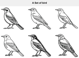 Collection of Six Detailed Bird Illustrations
