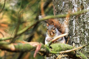Squirrel on Tree