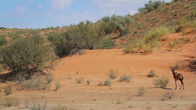 Common tsessebe adult and calf in red sand dune scenery in Kgalagadi transfrontier park, South Africa; Specie Damaliscus lunatus lunatus family of Bovidae