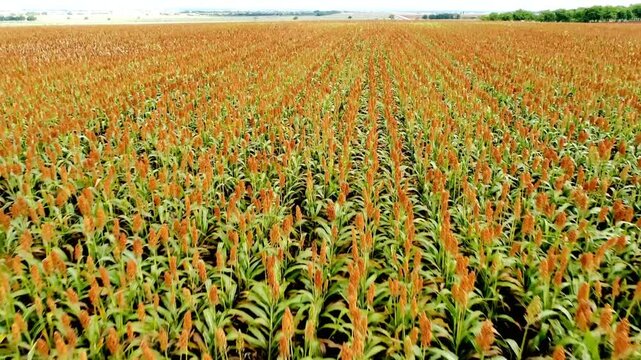 A vast field of sorghum plants stretches to the horizon on a sunny day