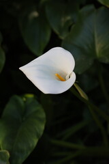 A single elegant white calla lily stands out with its smooth curves and soft glow, set against a dark green leafy background with subtle light reflections