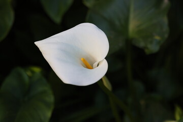 A single elegant white calla lily stands out with its smooth curves and soft glow, set against a dark green leafy background with subtle light reflections