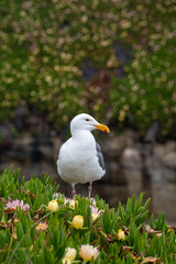 Western Gull Standing in Flowering Ice Plant on a Coastal Bluff in Santa Cruz