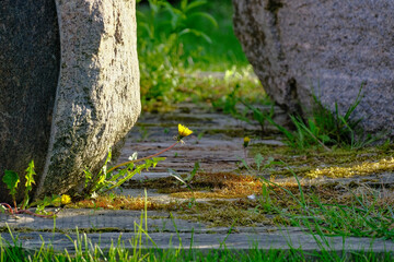yellow dandelion grows between wooden boards and boulder rocks