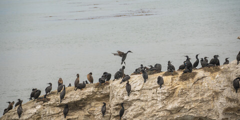 Large Flock of Cormorants Perched on Coastal Rock Overlooking the Ocean in Santa Cruz
