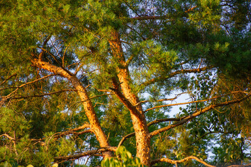 pine tree illuminated by teh evening sun against blue sky
