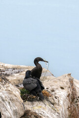 Cormorant Pair Nesting with Vegetation in Beak on Santa Cruz Cliffside