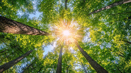 Obraz premium AI Generated - Sun shining through the trees in a forest, illuminating the sky with its bright light. Professional stock photography for commercial use. High-resolution. Premium quality. Professional.