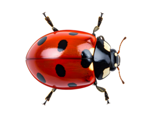  Cartoon-Style Ladybug with Oversized Spots and Soft Shadows, Flat View, Transparent Background