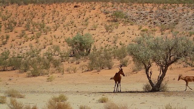 Common tsessebe small group walking in red sand dune scenery in Kgalagadi transfrontier park, South Africa; Specie Damaliscus lunatus lunatus family of Bovidae