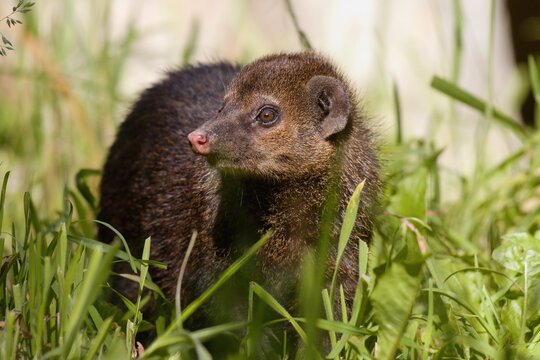 Common kusimanse