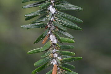 Hemlock woolly adelgid (Adelges tsugae) or HWA on eastern hemlock (Tsuga canadensis). Hemlock...