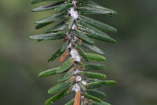 Hemlock woolly adelgid (Adelges tsugae) or HWA on eastern hemlock (Tsuga canadensis). Hemlock woolly adelgid is an invasive insect pest that kills hemlock trees in the eastern United States and Canada