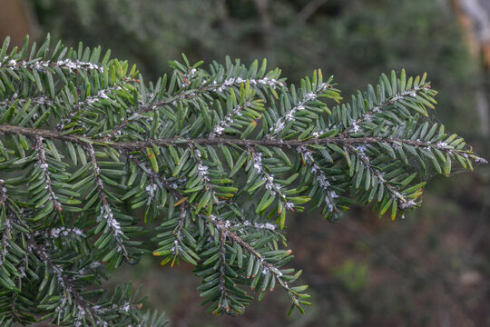 Hemlock woolly adelgid (Adelges tsugae) infests needles and branches of an Eastern hemlock tree (Tsuga canadensis). Hemlock woolly adelgid or HWA is an invasive insect pest killing hemlocks in the US.