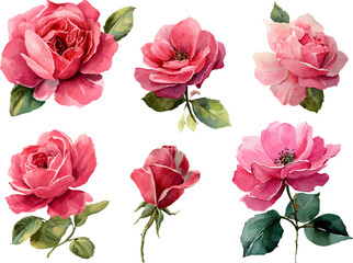 set of pink roses