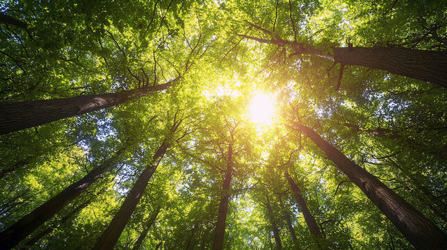 AI Generated - Sun shining through the trees in a forest, illuminating the sky with its bright light. Professional stock photography for commercial use. High-resolution. Premium quality. Professional.