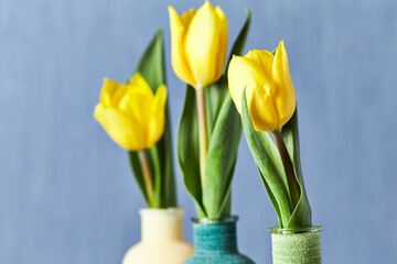 Yellow tulips on bright background. Copy space.	
