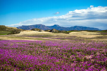 Panoramic view of the Lorca countryside with the Sierra Espuña Natural Park in the background, Murcia Region, Spain