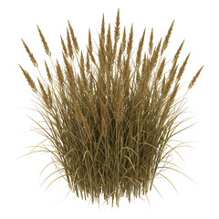 Obraz premium Golden Brown Ornamental Grass Plant on Transparent Background