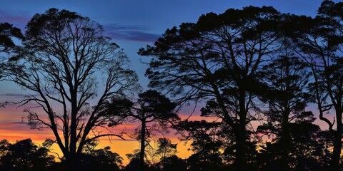 Fototapeta premium The silhouette of trees against a vibrant sunset sky at twilight.