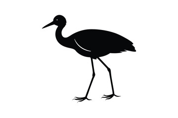 black crowned crane