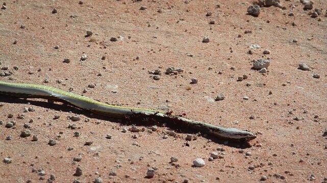 Group of Ants scaveging a dead snake in Kgalagadi transfrontier park, South Africa