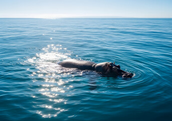 Fototapeta premium Hippo Swimming in the Ocean