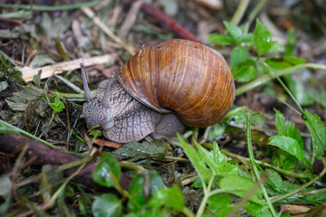 Weinbergschnecke im Regen